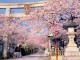 向日神社の桜①